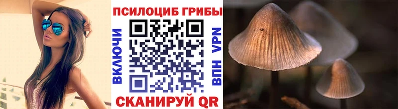 купить наркотик  Буинск  Псилоцибиновые грибы Psilocybine cubensis 